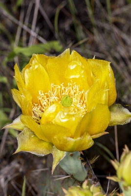 Pear Cactus Flower April 2020